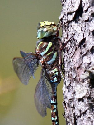 Subarctic Darner (A. subarctica) - Male