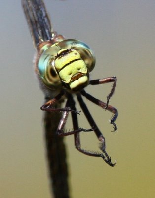 Subarctic Darner (Aeshna subarctica)