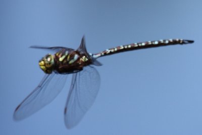 Subarctic Darner (A. subarctica) - Male