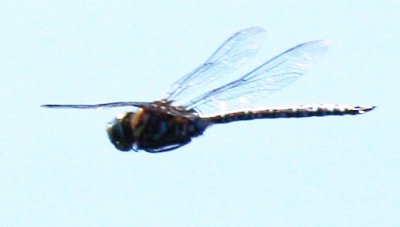 Subarctic Darner (A. subarctica) - Male