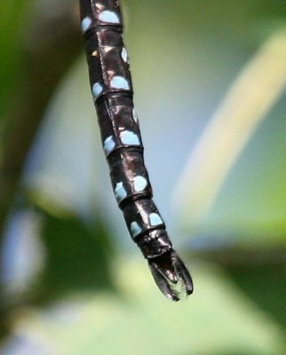 Black-tipped Darner (A. tuberculifera) - Male