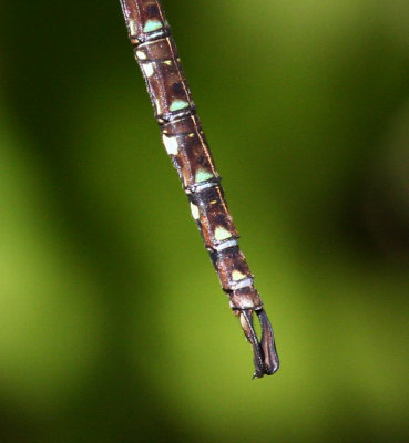 Shadow Darner (A. umbrosa) - Male