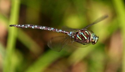 Shadow Darner (A. umbrosa) - Male