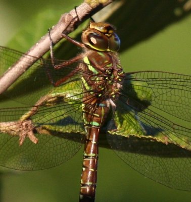 Shadow Darner (A. umbrosa) - Female