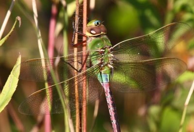 Common Green Darner (A. junius) - Male?