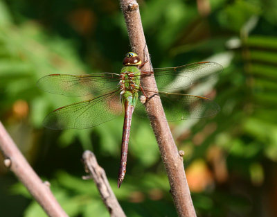 Common Green Darner (A. junius) - Female