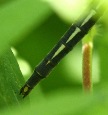 Horned Clubtail (Arigomphus cornutus)