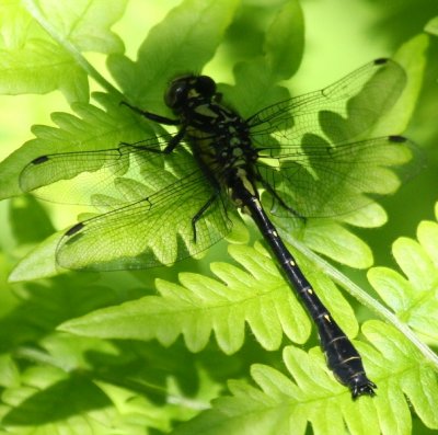 Mustached Clubtail (Gomphus adelphus)