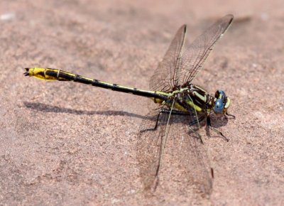 Lancet Clubtail (Gomphus exilis)