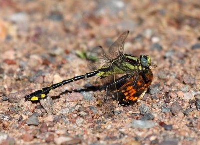 Midland Clubtail (G. fraternus) - Male