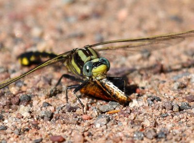 Midland Clubtail (G. fraternus) - Male