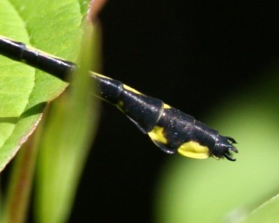 Midland Clubtail (G. fraternus) - Male