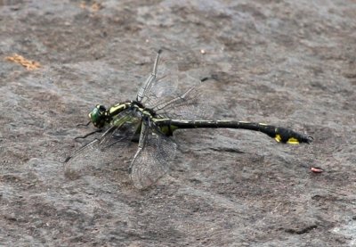 Splendid Clubtail (Gomphus lineatifrons)