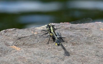 Splendid Clubtail (G. lineatifrons) - Male