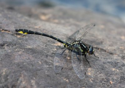 Rapids Clubtail (G. quadricolor) - Male