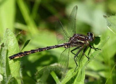 Dusky Clubtail (G. spicatus) - Male