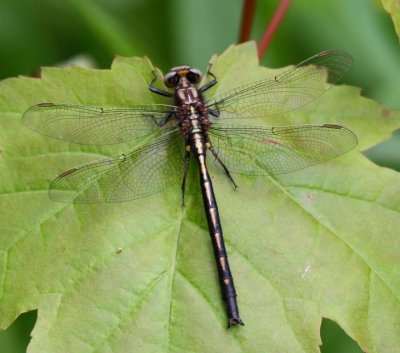 Dusky Clubtail (G. spicatus) - Male