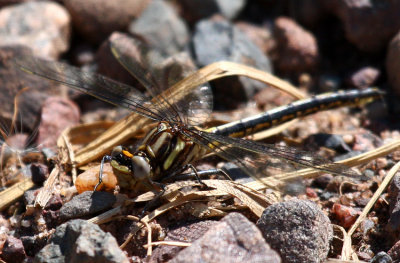 Dusky Clubtail (G. spicatus) - Female