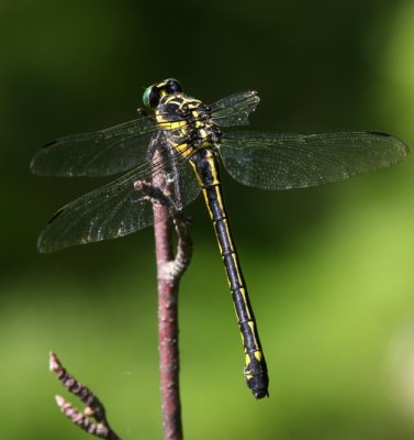 Dragonhunter (H. brevistylus)