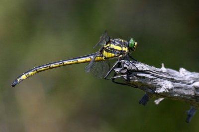 Dragonhunter (H. brevistylus)