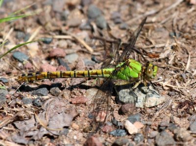 Rusty Snaketail (O. rupinsulensis) - Male