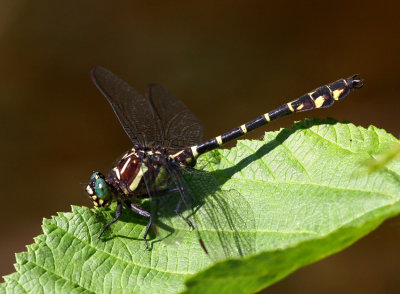 Zebra Clubtail (S. scudderi) - Male