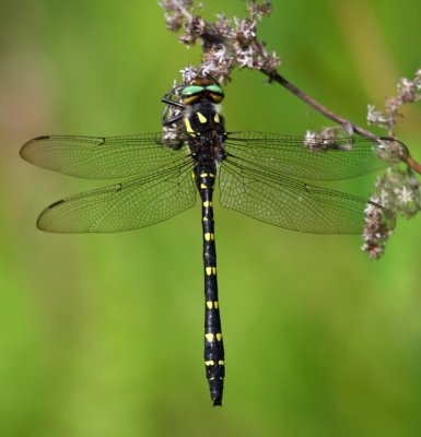 Twin-spotted Spiketail (C. maculata) - Male