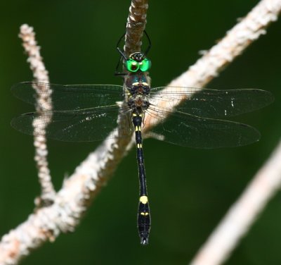 Illinois River Cruiser (M. illinoiensis) - Male