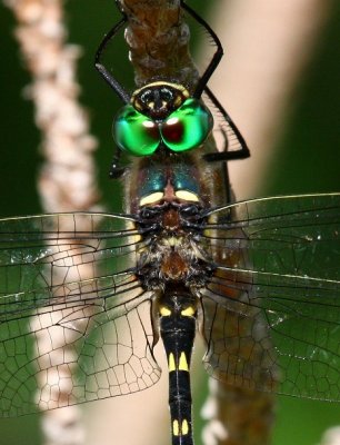 Illinois River Cruiser (M. illinoiensis) - Male