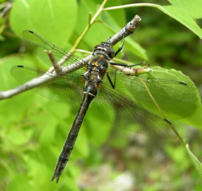 American Emerald (C. shurtleffi) - female