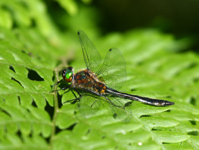 Racket-tailed Emerald (D. libera)