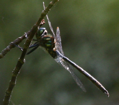 Forcipate Emerald (S. forcipata) - male