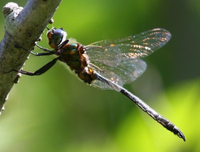 Kennedy's Emerald (S. kennedyi) - male