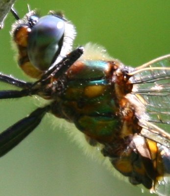 Kennedy's Emerald (Somatochlora kennedyi)