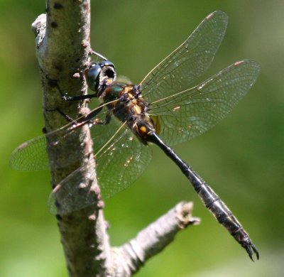 Kennedy's Emerald (S. kennedyi) - male