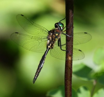 Dragonflies 2008