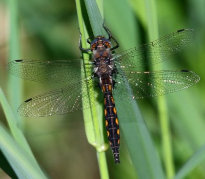 Beaverpond Baskettail (T. canis) - male