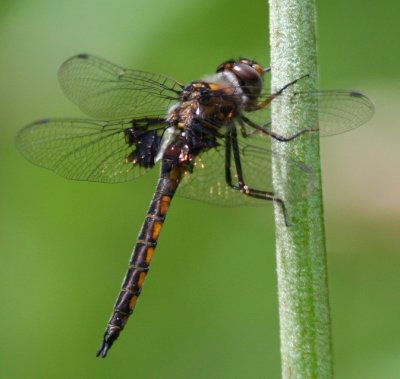 Common Baskettail (Tetragoneuria cynosura)