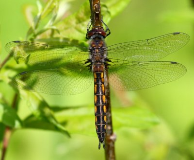 Spiny Baskettail (T. spinigera) - female