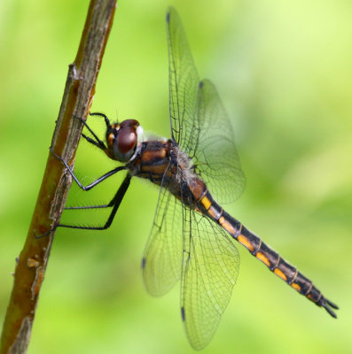 Spiny Baskettail (T. spinigera) - female