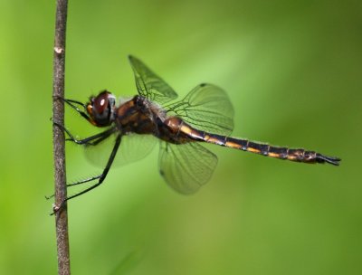 Spiny Baskettail (T. spinigera) - female