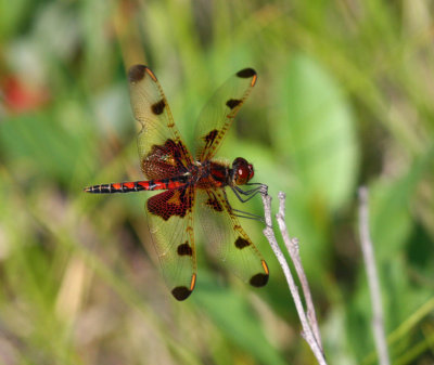 Calico Pennant (C. elisa) - male