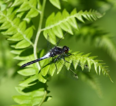 Frosted Whiteface (L. frigida) - male