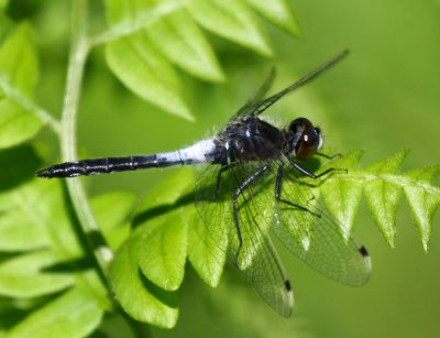 Frosted Whiteface (L. frigida) - male