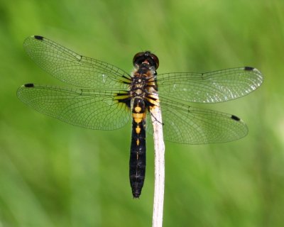 Frosted Whiteface (L. frigida) - female