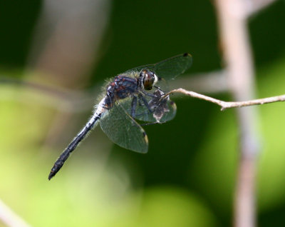 Belted Whiteface (L. proxima) - male