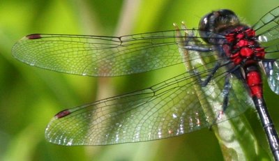 Crimson-ringed Whiteface (L. glacialis) - male