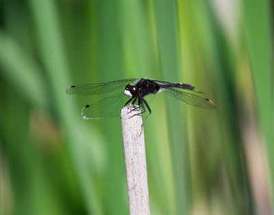 Dot-tailed Whiteface (L. intacta) - male