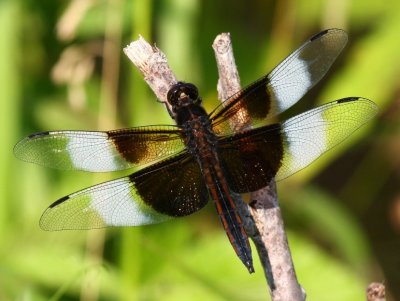 Widow Skimmer (L. luctuosa) - male