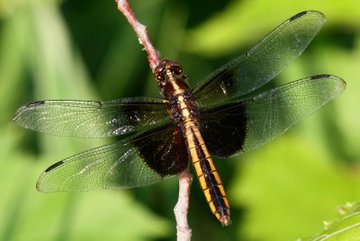 Widow Skimmer (L. luctuosa) - female